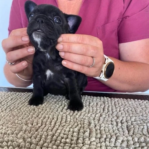 Melanie Girard-Tholot pratique osteopathie animale